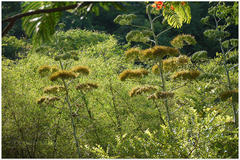 Agave cantula